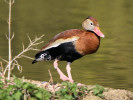 ?? (WWT Slimbridge March 2012) - pic by Nigel Key